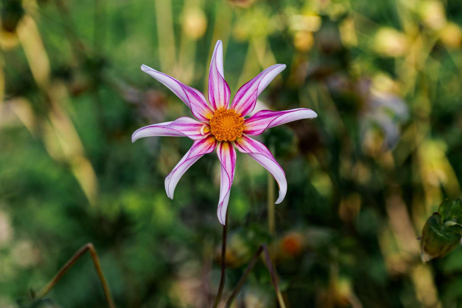 Dahlie 'Honka Fragile'